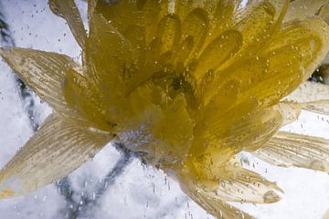 Gele chrysant in ijs 1 van Marc Heiligenstein