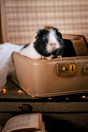 Ready for adventure – Guinea pig in a vintage suitcase by Marloes van Antwerpen