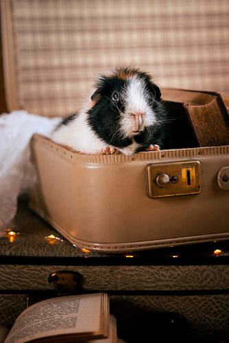 Ready for adventure – Guinea pig in a vintage suitcase by Marloes van Antwerpen