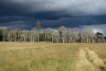 A threatening thunderstorm is coming up above the High Fens by wunderbare Erde