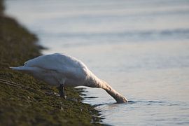 Kopf im Wasser von Christian Gerst