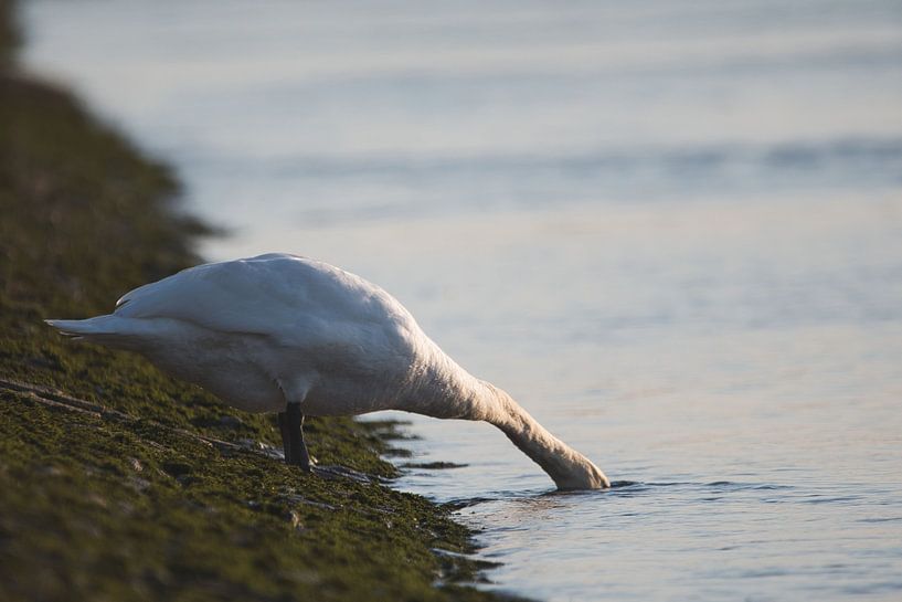 Kopf im Wasser von Christian Gerst