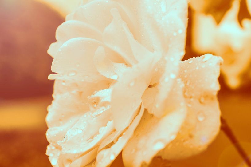 The Orange Rose von Marcel Roggisch