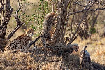 spelende cheetah welpen van Peter Michel