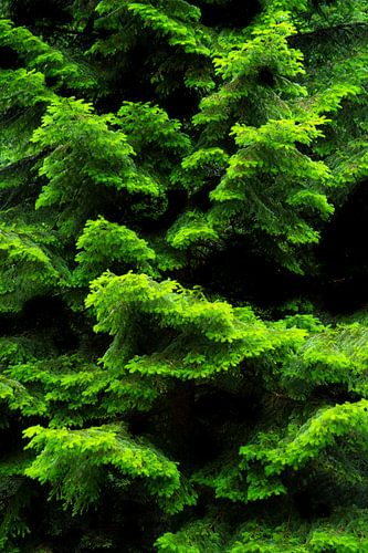 Structures naturelles ou simplicité apaisante de la nature