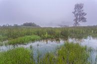 Mist in de  Biesbosch. van Adrian Visser thumbnail