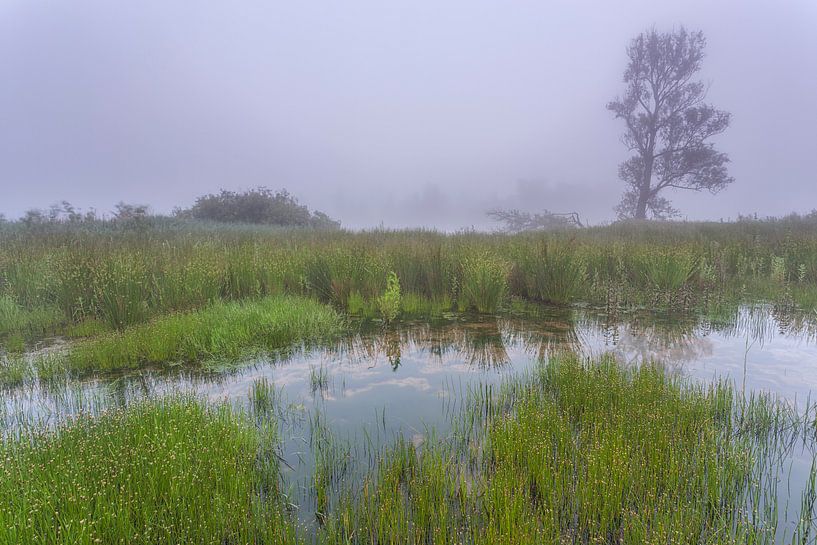 Mist in de  Biesbosch. van Adrian Visser