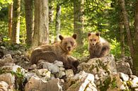 Twee wilde bruine beren in de wildernis van Slovenië van Menno Boermans thumbnail
