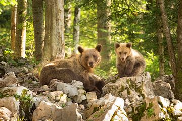 Deux ours bruns sauvages dans le désert de Slovénie sur Menno Boermans