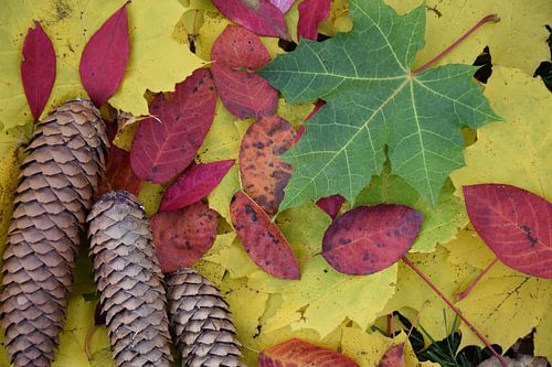 Herfstbladeren in het bos
