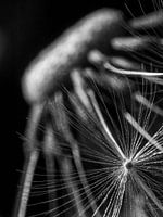 Dandelion macro