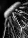 Dandelion macro by Mr White Takes Pictures thumbnail