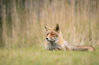 Red Fox Resting van Sander Meertins thumbnail
