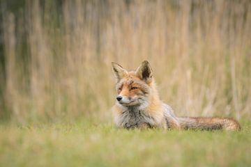Red Fox Resting