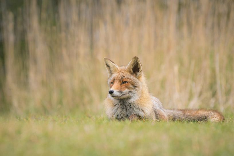 Red Fox Resting van Sander Meertins