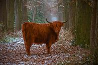 Schotse Hooglander van Bianca  Hinnen thumbnail