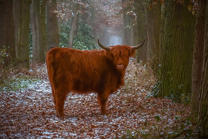 Schotse Hooglander van Bianca  Hinnen