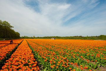 Tulpenveld in Holland. van Brian Morgan
