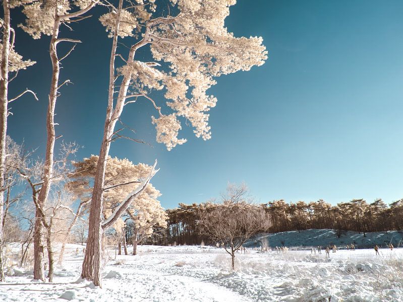 Schneebedeckte Landschaft von Lex Schulte