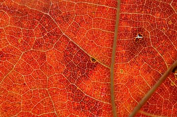Feuille en automne sur Maurice Ultee