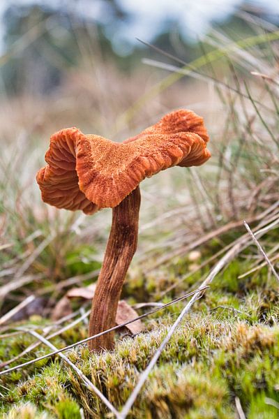 Un bijou par Henrico Fotografie