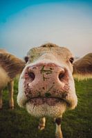 Vache