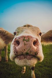 Cow by Karina Moersch