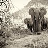 Jeunes éléphants d'Afrique dans le Tsavo-Est, au Kenya. sur Louis en Astrid Drent Fotografie