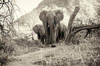 Young African Elephants in Tsavo-East, Kenya.