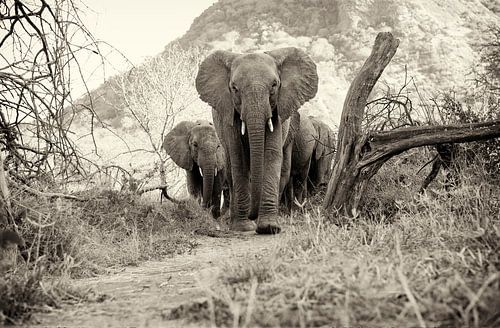 Junge Afrikanische Elefanten in Tsavo-Ost, Kenia.