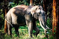 Royal Indian Elephant at Mudumalai National Reserve