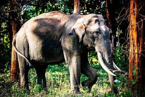 Éléphant royal indien dans la réserve nationale de Mudumalai