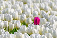 Een gekleurde tulp in een veld van witte tulpen in bloei van Sjoerd van der Wal thumbnail