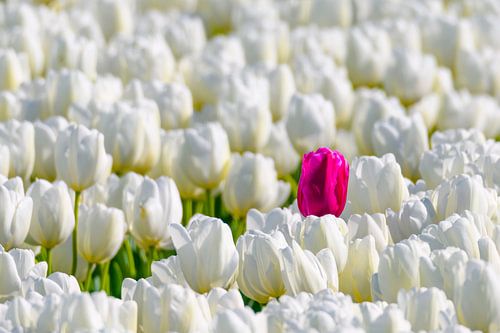 Een gekleurde tulp in een veld van witte tulpen in bloei