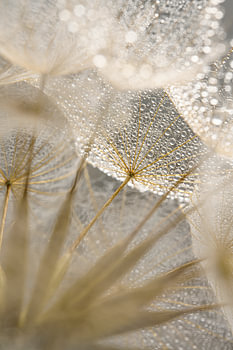 Wassertropfen auf dem Morgenstern (Tragopogon)
