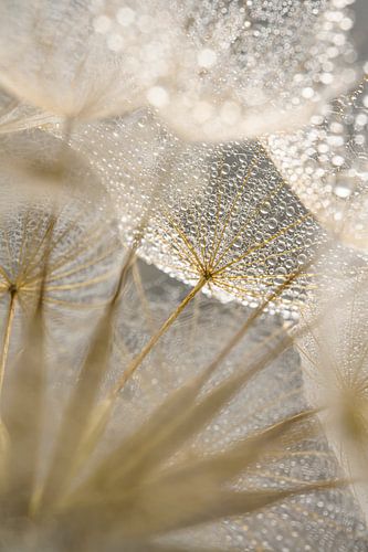 Waterdruppeltjes op de morgenster (Tragopogon)