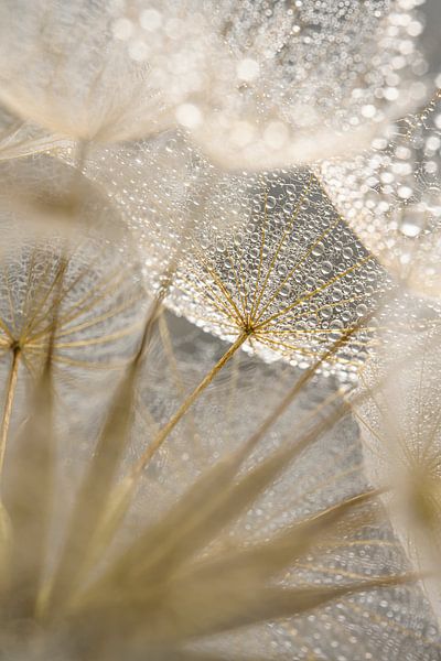 Waterdruppeltjes op de morgenster (Tragopogon) van Marjolijn van den Berg