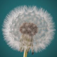 Ich wünsche..... (eine Pusteblume mit türkisem Hintergrund)
