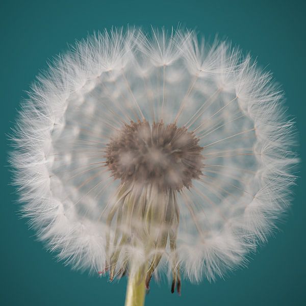 Ik wens..... (een paardenbloem met turquoise achtergrond) van Marjolijn van den Berg