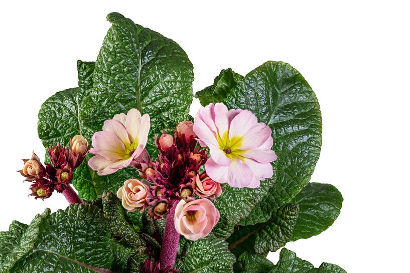 Primrose op witte achtergrond van ManfredFotos