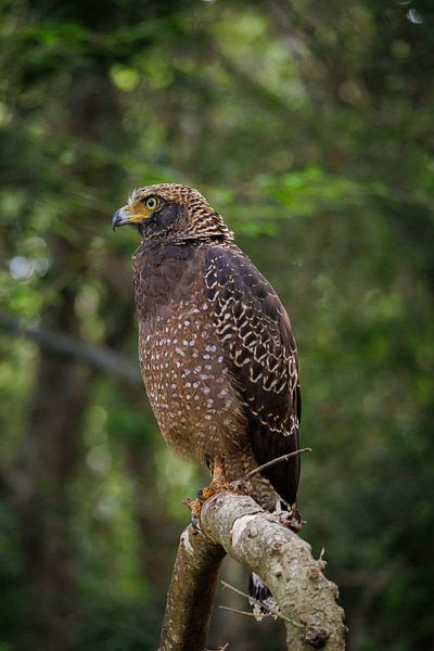 Sri Lanka; Insel der Wunder von Patrick Fotografeert