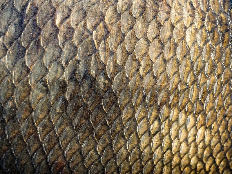 Scales of a bream by Katrin May