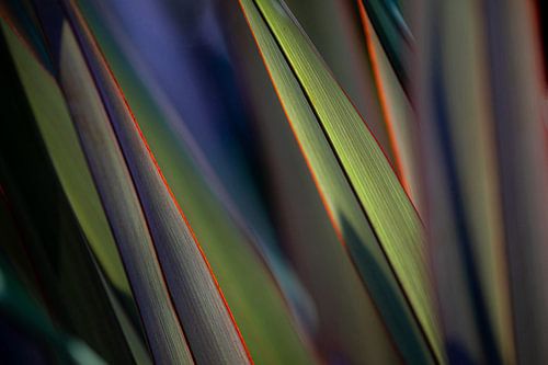 Linien von scharfem Gras