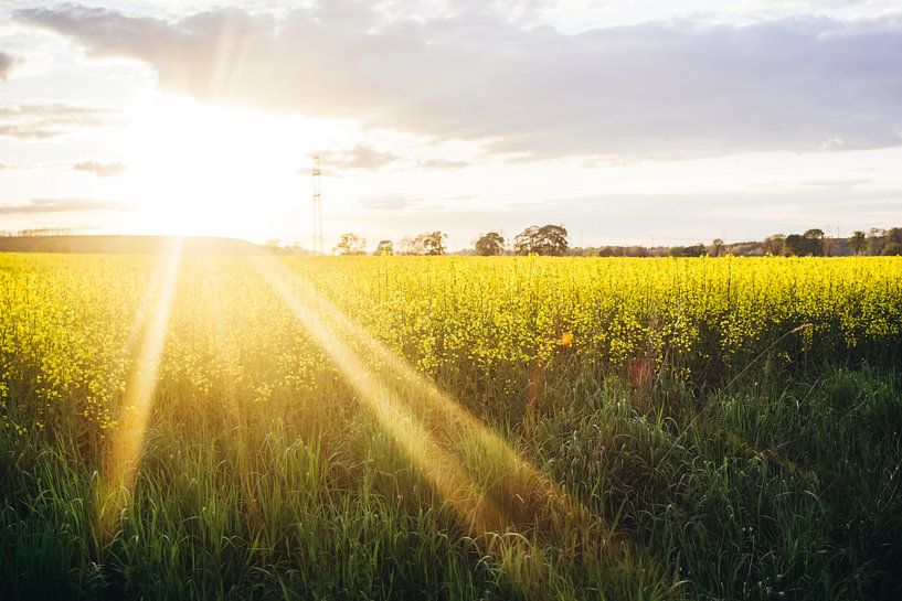 Rapeseed Field in Evening Sun by Patrycja Polechonska