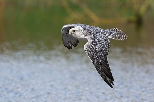 Giervalk op jacht van Jan van Vreede