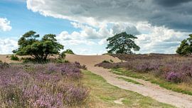 The path to the sandy plain