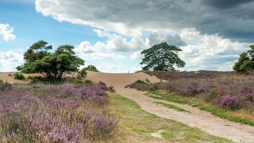The path to the sandy plain by Peter Veerman