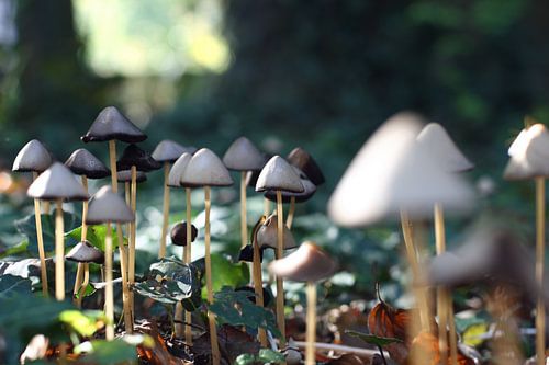 Into the forest