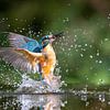 IJsvogel Uit Het Water: Spectaculaire Vangst van Thijs Schouten