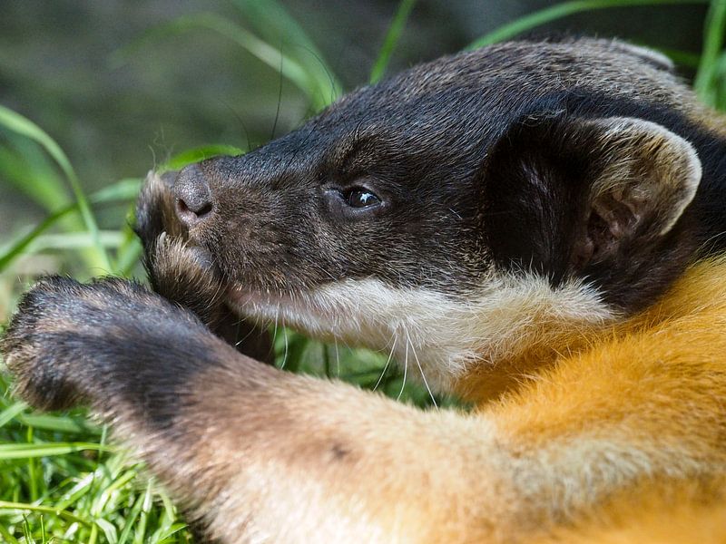 Malaysian coloured marten : Ouwehands Dierenpark by Loek Lobel